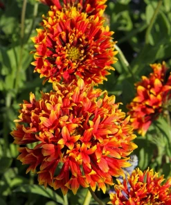 30 Sundance Bicolor Gaillardia Pulchella Indian Blanket Flower Seeds - Image 4
