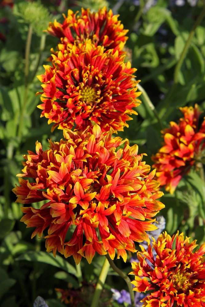 30 Sundance Bicolor Gaillardia Pulchella Indian Blanket Flower Seeds - Image 4