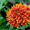 30 Sundance Bicolor Gaillardia Pulchella Indian Blanket Flower Seeds - Image 1