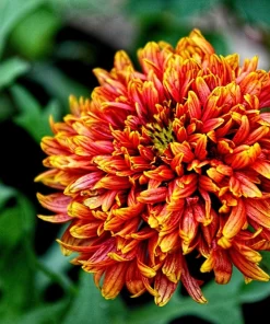 30 Sundance Bicolor Gaillardia Pulchella Indian Blanket Flower Seeds - Image 1