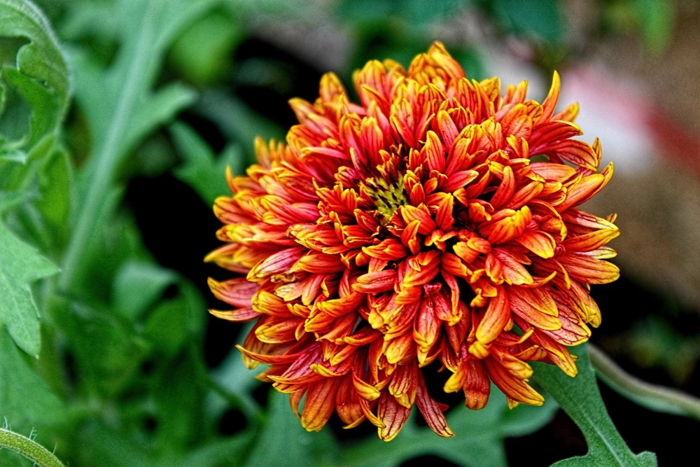 30 Sundance Bicolor Gaillardia Pulchella Indian Blanket Flower Seeds - Image 1
