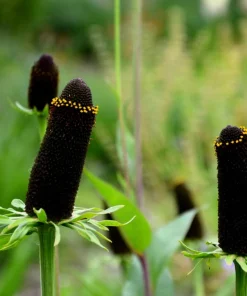 30 Western Coneflower Seeds - Rudbeckia Occidentalis 'Green Wizard' - Image 2