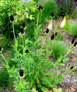 30 Western Coneflower Seeds - Rudbeckia Occidentalis 'Green Wizard' - Image 3