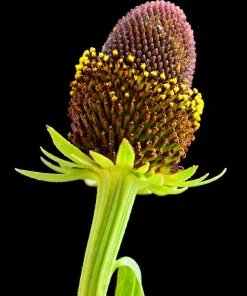 30 Western Coneflower Seeds - Rudbeckia Occidentalis 'Green Wizard' - Image 4