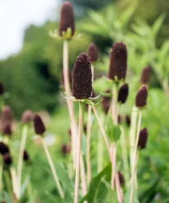 30 Western Coneflower Seeds - Rudbeckia Occidentalis 'Green Wizard' - Image 5