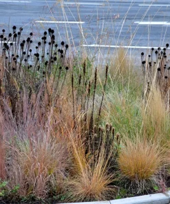 30 Western Coneflower Seeds - Rudbeckia Occidentalis 'Green Wizard' - Image 6