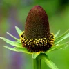 30 Western Coneflower Seeds - Rudbeckia Occidentalis 'Green Wizard' - Image 1