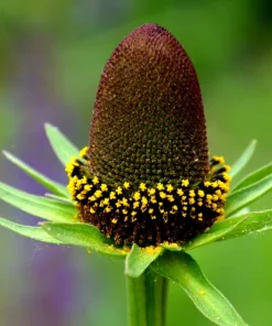 30 Western Coneflower Seeds - Rudbeckia Occidentalis 'Green Wizard' - Image 1