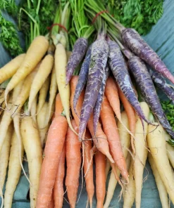300 Lunar White Carrot Seeds - Crisp & Sweet Vegetable Seeds - Image 3