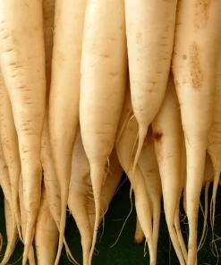 300 Lunar White Carrot Seeds - Crisp & Sweet Vegetable Seeds - Image 6