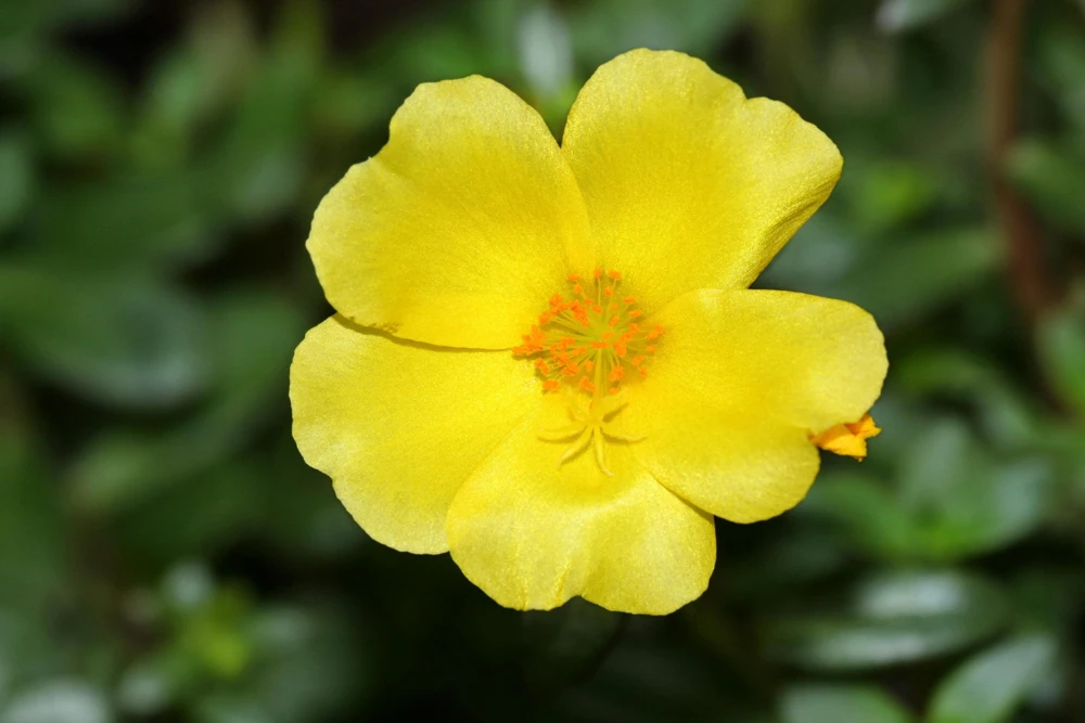 300 Organic Golden Purslane Seeds - Portulaca Sativa Vegetable Herb Yellow Flower - Image 3