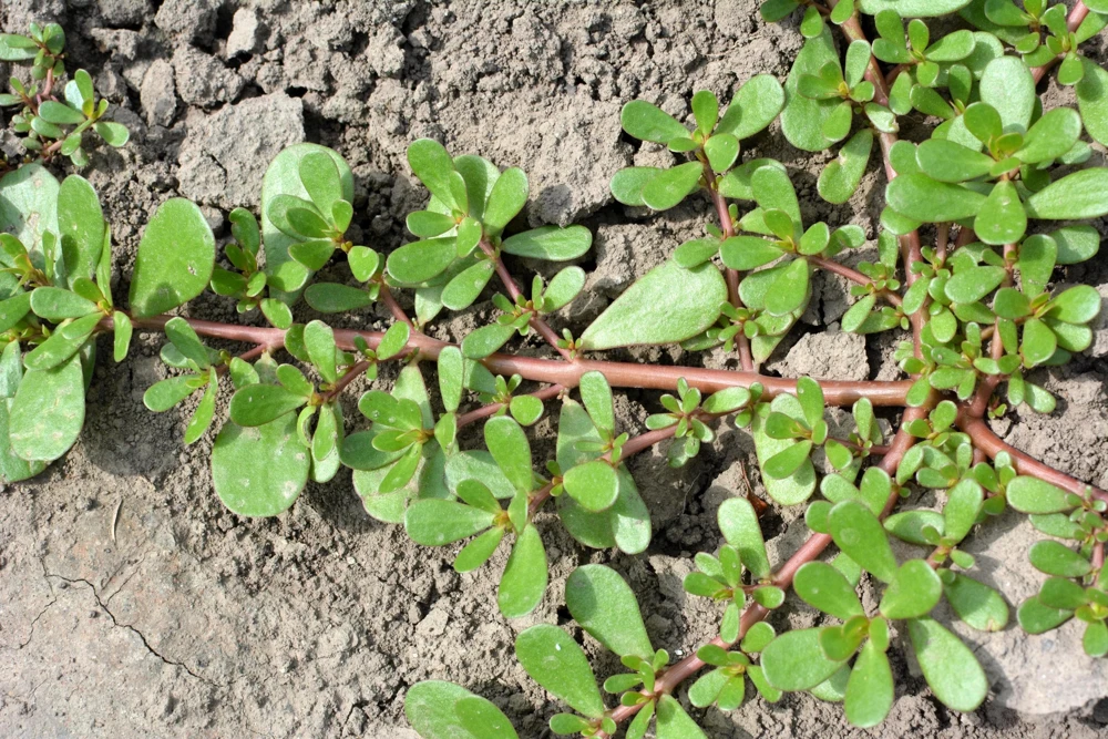 300 Organic Golden Purslane Seeds - Portulaca Sativa Vegetable Herb Yellow Flower - Image 4