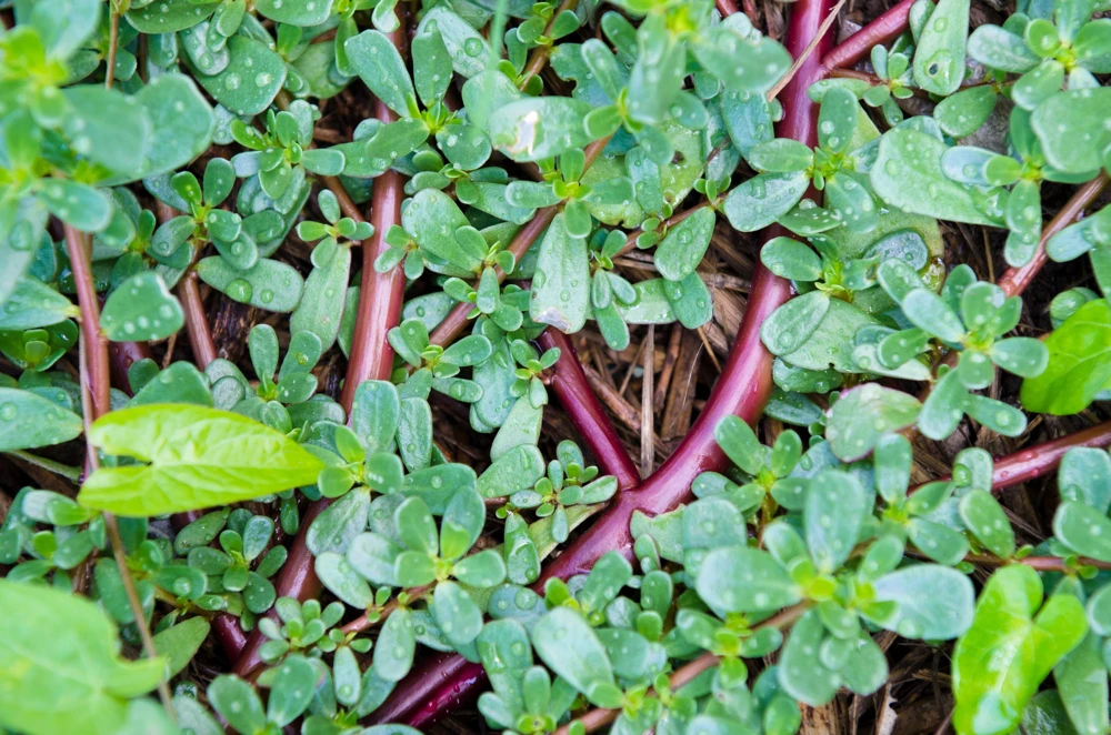 300 Organic Golden Purslane Seeds - Portulaca Sativa Vegetable Herb Yellow Flower - Image 6