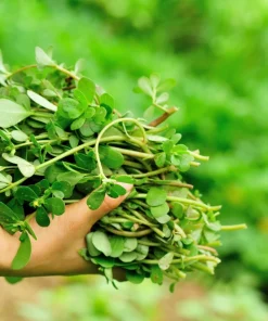 300 Organic Golden Purslane Seeds - Portulaca Sativa Vegetable Herb Yellow Flower - Image 7