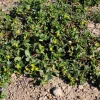 300 Organic Golden Purslane Seeds - Portulaca Sativa Vegetable Herb Yellow Flower - Image 1