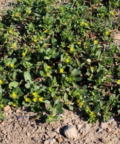 300 Organic Golden Purslane Seeds - Portulaca Sativa Vegetable Herb Yellow Flower - Image 1