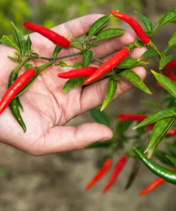 300 Red Cayenne Pepper Seeds - Hot Capsicum Annuum Vegetable Seeds - Image 2