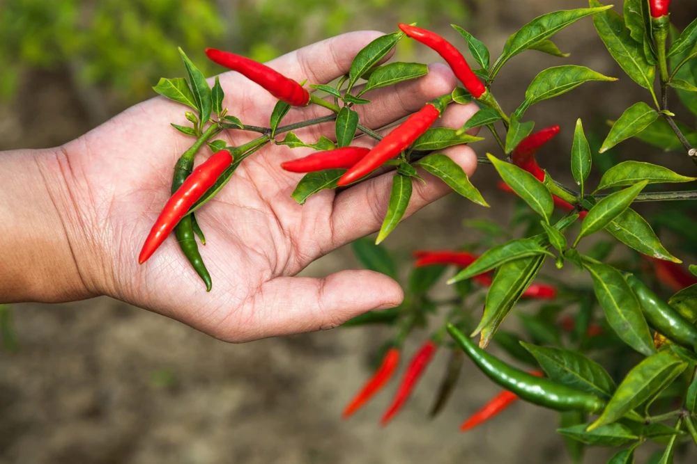 300 Red Cayenne Pepper Seeds - Hot Capsicum Annuum Vegetable Seeds - Image 2