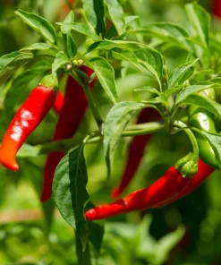 300 Red Cayenne Pepper Seeds - Hot Capsicum Annuum Vegetable Seeds - Image 3