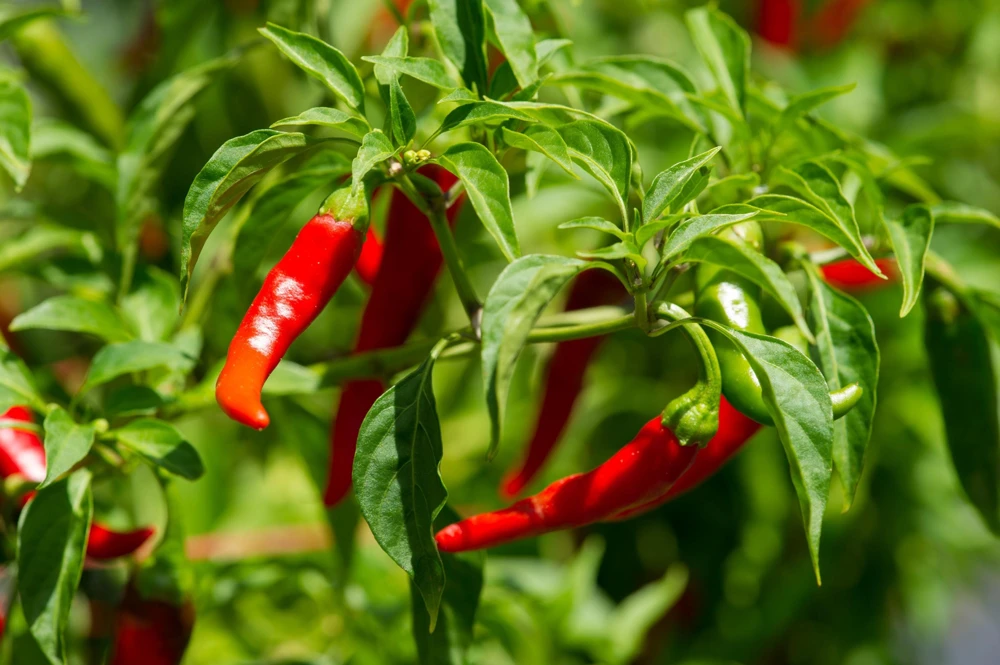 300 Red Cayenne Pepper Seeds - Hot Capsicum Annuum Vegetable Seeds - Image 3