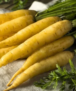 300 Solar Yellow Carrot Seeds - Daucus Carota Vegetable Seeds - Image 2