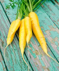 300 Solar Yellow Carrot Seeds - Daucus Carota Vegetable Seeds - Image 4