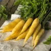 300 Solar Yellow Carrot Seeds - Daucus Carota Vegetable Seeds - Image 1