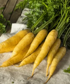 300 Solar Yellow Carrot Seeds - Daucus Carota Vegetable Seeds - Image 1