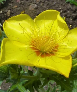 300 Yellow Blazing Star Flower Seeds (Mentzelia Lindleyi) - Evening Star - Image 2