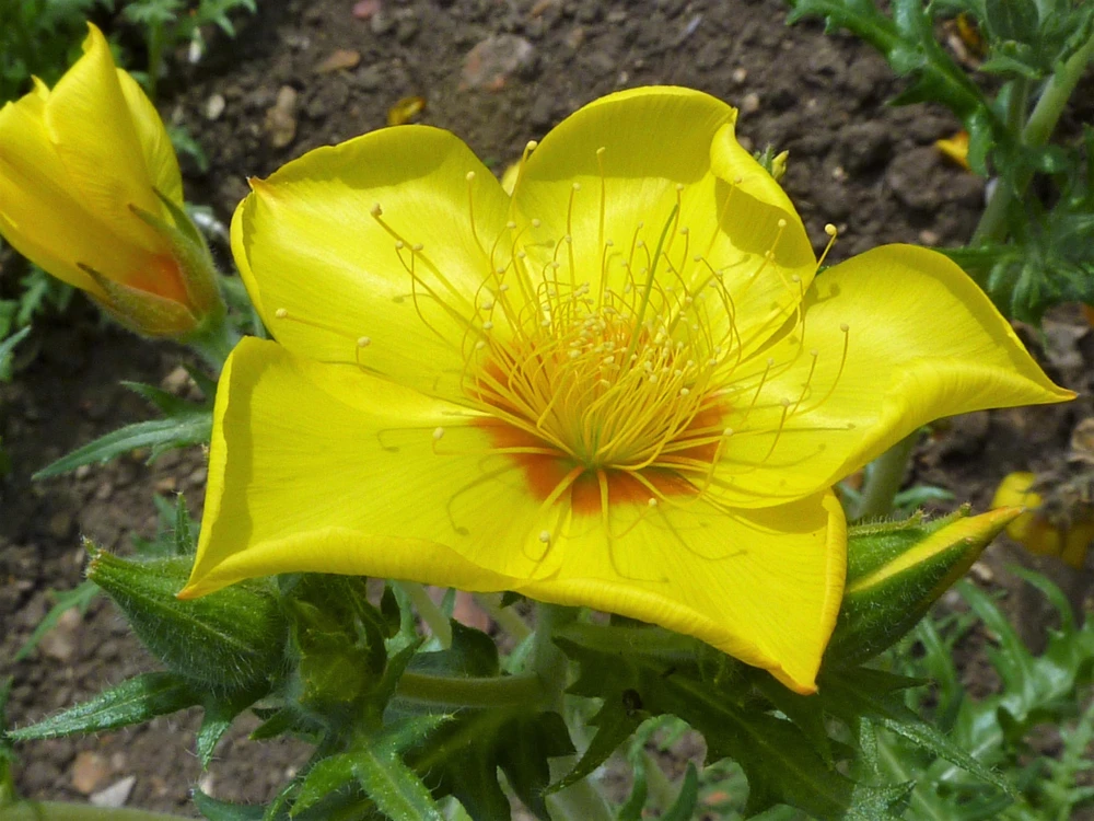 300 Yellow Blazing Star Flower Seeds (Mentzelia Lindleyi) - Evening Star - Image 2