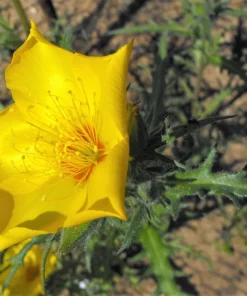 300 Yellow Blazing Star Flower Seeds (Mentzelia Lindleyi) - Evening Star - Image 3