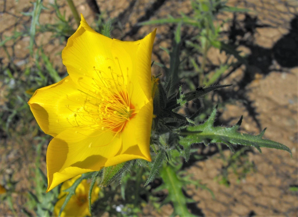 300 Yellow Blazing Star Flower Seeds (Mentzelia Lindleyi) - Evening Star - Image 3