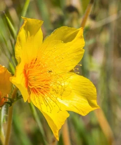 300 Yellow Blazing Star Flower Seeds (Mentzelia Lindleyi) - Evening Star - Image 4