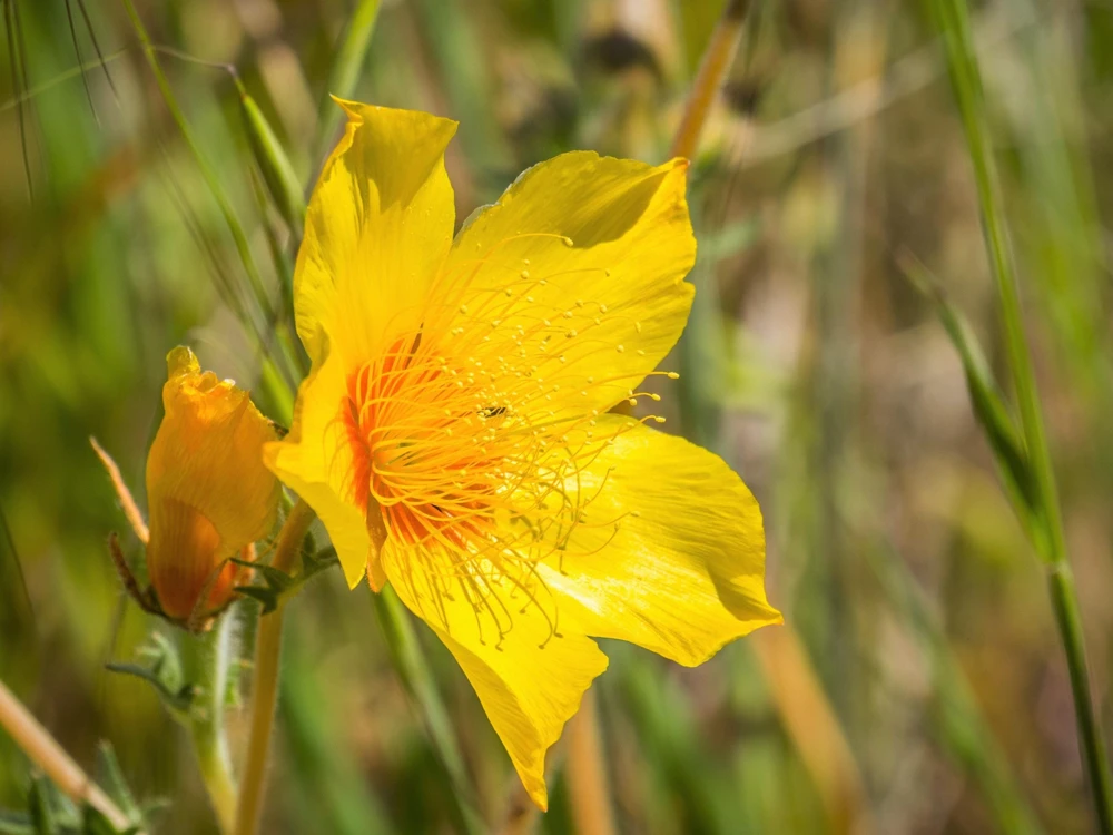 300 Yellow Blazing Star Flower Seeds (Mentzelia Lindleyi) - Evening Star - Image 4