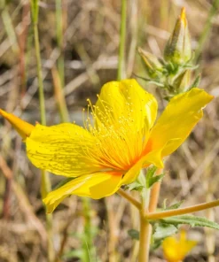 300 Yellow Blazing Star Flower Seeds (Mentzelia Lindleyi) - Evening Star - Image 5