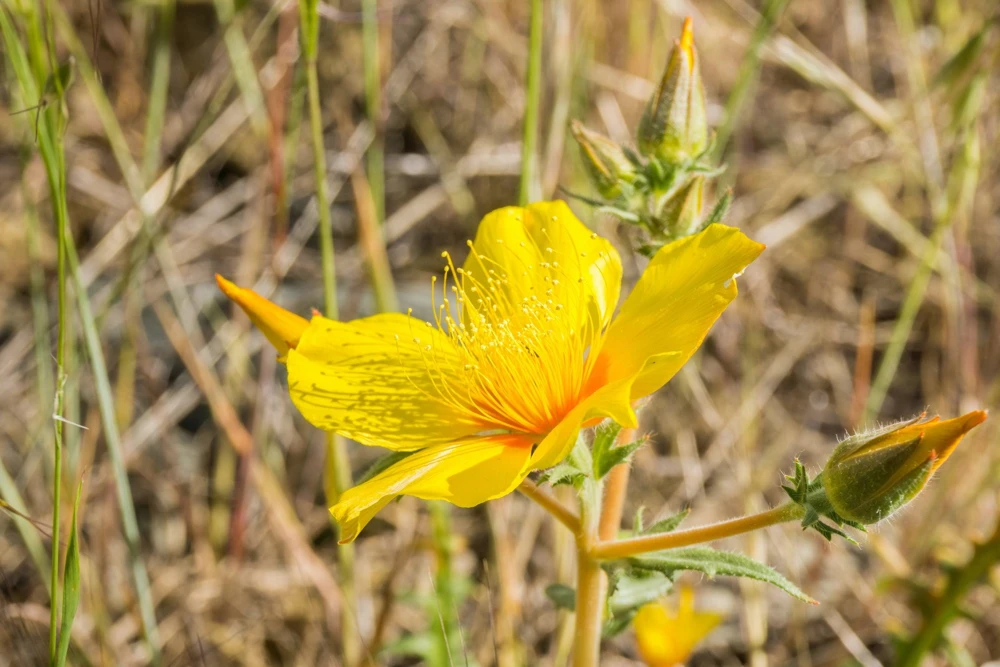 300 Yellow Blazing Star Flower Seeds (Mentzelia Lindleyi) - Evening Star - Image 5