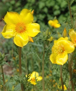 300 Yellow Blazing Star Flower Seeds (Mentzelia Lindleyi) - Evening Star - Image 6