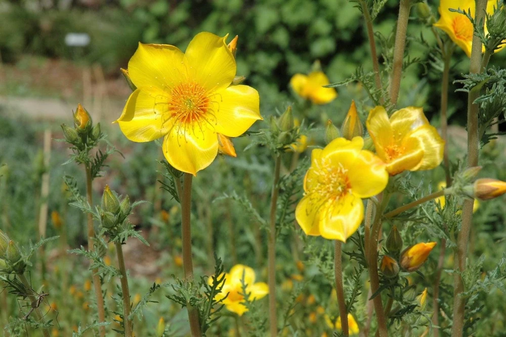 300 Yellow Blazing Star Flower Seeds (Mentzelia Lindleyi) - Evening Star - Image 6