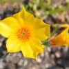 300 Yellow Blazing Star Flower Seeds (Mentzelia Lindleyi) - Evening Star - Image 1