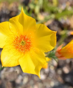 300 Yellow Blazing Star Flower Seeds (Mentzelia Lindleyi) - Evening Star - Image 1