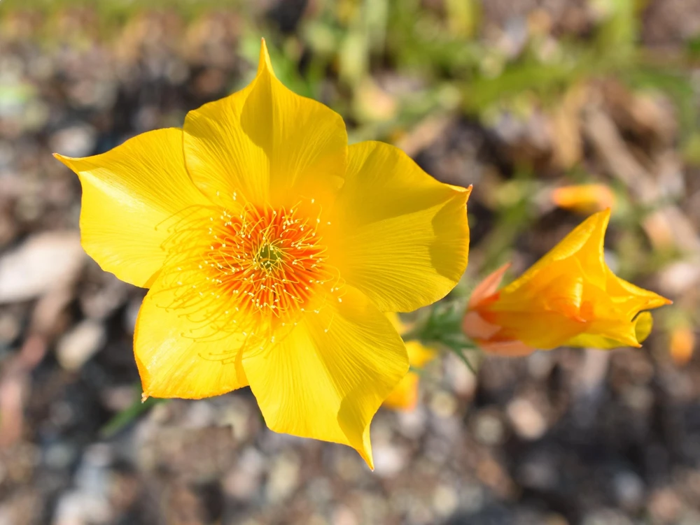 300 Yellow Blazing Star Flower Seeds (Mentzelia Lindleyi) - Evening Star - Image 1