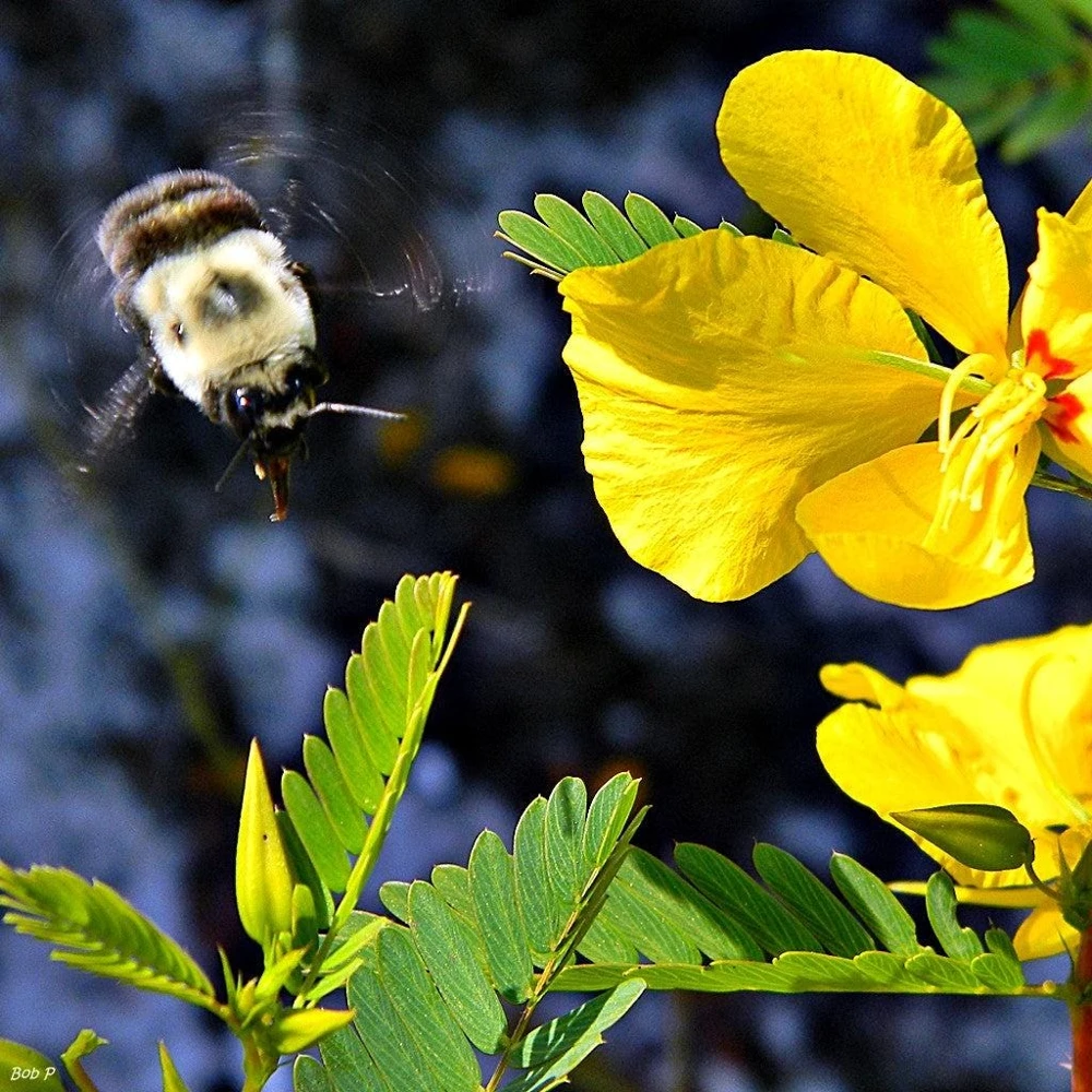 300 Yellow Partridge Pea Seeds - Chamaecrista Fasciculata Flower - Image 2