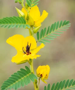300 Yellow Partridge Pea Seeds - Chamaecrista Fasciculata Flower - Image 3