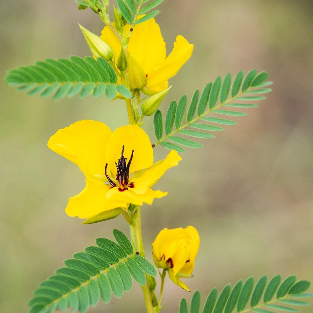 300 Yellow Partridge Pea Seeds - Chamaecrista Fasciculata Flower - Image 3