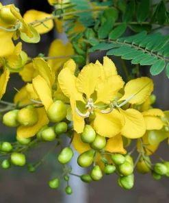 300 Yellow Partridge Pea Seeds - Chamaecrista Fasciculata Flower - Image 4