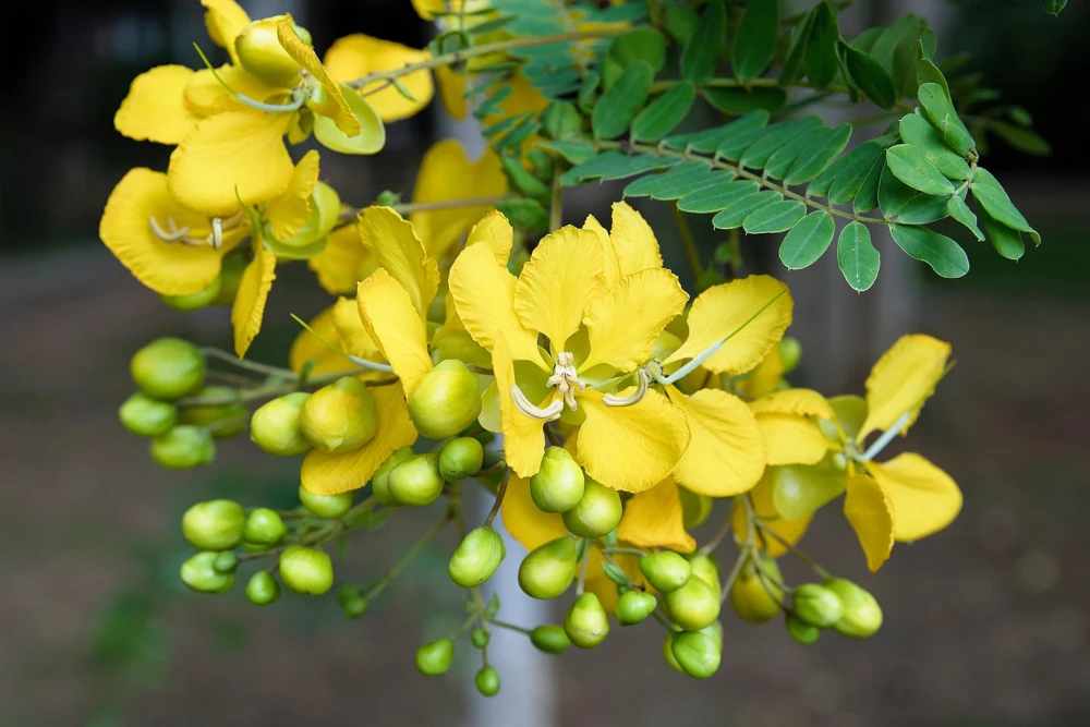 300 Yellow Partridge Pea Seeds - Chamaecrista Fasciculata Flower - Image 4