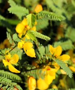 300 Yellow Partridge Pea Seeds - Chamaecrista Fasciculata Flower - Image 5