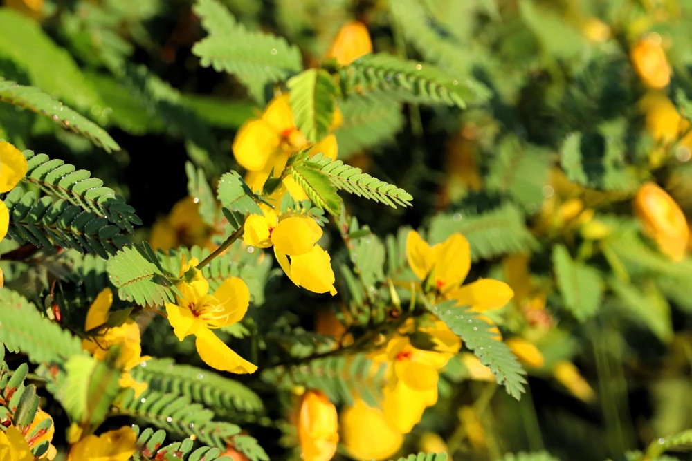 300 Yellow Partridge Pea Seeds - Chamaecrista Fasciculata Flower - Image 5