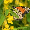 300 Yellow Partridge Pea Seeds - Chamaecrista Fasciculata Flower - Image 1