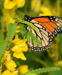 300 Yellow Partridge Pea Seeds - Chamaecrista Fasciculata Flower - Image 1